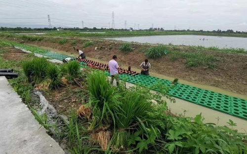 水上稻田绿意浓 湖州泗安镇探索水稻种植新模式，稳产又净水