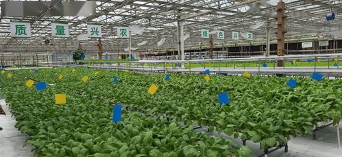 生产型无土栽培区添新装备 潮汐灌溉系统推动种植养殖绿色循环
