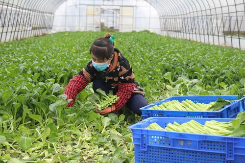 破茧革新 上海持灏水产合作社的供应链与销售双转型之路
