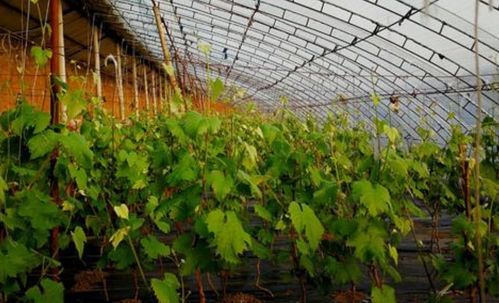 温室葡萄栽培关键技术 光照、温度、水分与气体调控实现亩产万斤