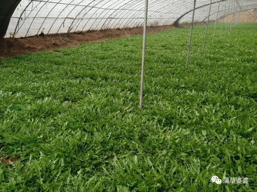 申美集团考察金益农 共谋蒲公英标准化种植与精深加工新篇章