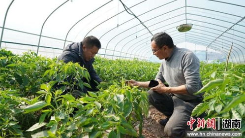 闲置育秧大棚再就业 湖南中方县辣椒种植破解增收难题