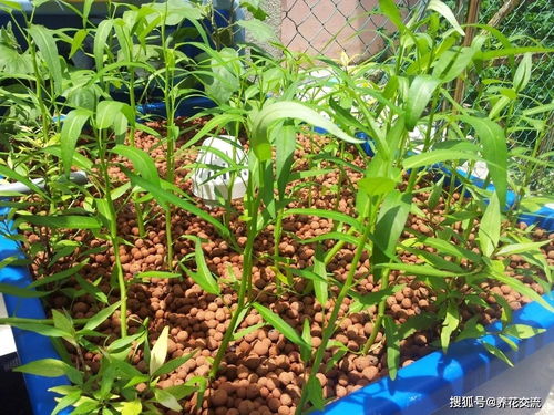 三十天速成菜园 阳台盆栽蔬菜的种植与快乐
