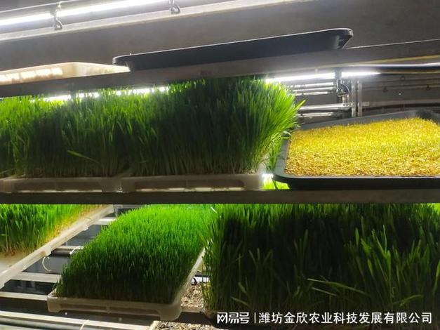 金欣农业改装式水培牧草 一场种植与养殖融合的绿色革命