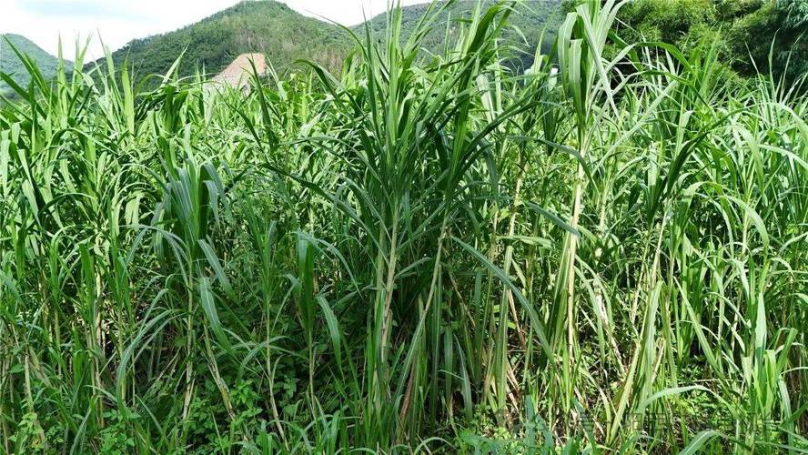 新墟镇沙河村:一棵草一条鱼 生态养殖的致富密码